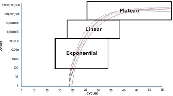 PCR Phases PCR Phases