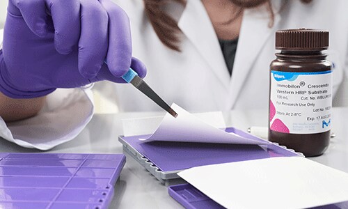 Rethink Western Blotting Rethink Western Blotting